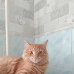 Подробнее об объявлении «Пропал кот рыжий кот домашний Уфа» Фото: пропала кошка  «Пропал кот рыжий кот домашний Уфа» в г. Уфа