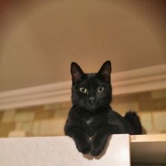 Подробнее об объявлении «Пропала кошка очень просим найти Алушта» Фото: пропала кошка  «Пропала кошка очень просим найти Алушта» в г. Алушта