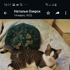 Подробнее об объявлении «Пропал кот внимание поиск Адлер» Фото: пропала кошка  «Пропал кот внимание поиск Адлер» в г. Адлер