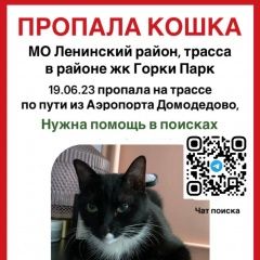 Подробнее об объявлении «Пропала кошка Домодедово» Фото: пропала кошка  «Пропала кошка Домодедово» в г. Домодедово