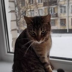 Подробнее об объявлении «Пропала кошка Санкт-Петербург» Фото: пропала кошка  «Пропала кошка Санкт-Петербург» в г. Санкт-Петербург