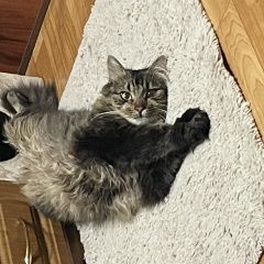 Подробнее об объявлении «Пропал кот домашний котик Владивосток» Фото: пропала кошка  «Пропал кот домашний котик Владивосток» в г. Владивосток