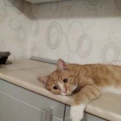 Подробнее об объявлении «Пропал кот рыжий с белым, возраст 1год Дедовск» Фото: пропала кошка  «Пропал кот рыжий с белым, возраст 1год Дедовск» в г. Дедовск