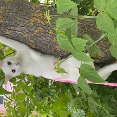 Подробнее об объявлении «Пропала кошка белая, маленькая, голубой и желтый глаза Калуга» Фото: пропала кошка  «Пропала кошка белая, маленькая, голубой и...» в г. Калуга