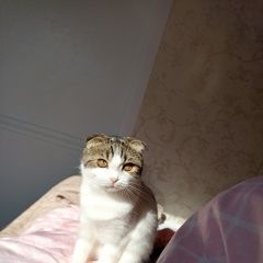 Подробнее об объявлении «Пропала кошка Курск» Фото: пропала кошка  «Пропала кошка Курск» в г. Курск
