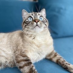Подробнее об объявлении «Пропала кошка нуждается в медицинской помощи Воронеж» Фото: пропала кошка  «Пропала кошка нуждается в медицинской помощи...» в г. Воронеж