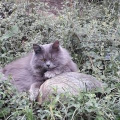 Подробнее об объявлении «Пропал кот Ростов-на-Дону» Фото: пропала кошка  «Пропал кот Ростов-на-Дону» в г. Ростов-на-Дону