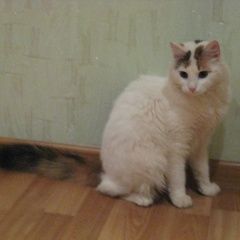 Подробнее об объявлении «Пропала кошка Пушкин» Фото: пропала кошка  «Пропала кошка Пушкин» в г. Пушкин