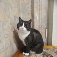 Подробнее об объявлении «Пропал кот помогите найти кота за вознаграждение Санкт-Петербург» Фото: пропала кошка  «Пропал кот помогите найти кота за...» в г. Санкт-Петербург