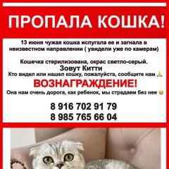 Подробнее об объявлении «Пропала кошка Москва» Фото: пропала кошка  «Пропала кошка Москва» в г. Москва
