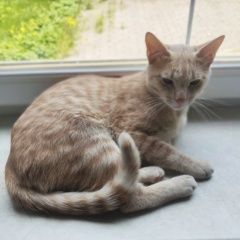 Подробнее об объявлении «Пропала кошка рыжий кот Сходня» Фото: пропала кошка  «Пропала кошка рыжий кот Сходня» в г. Сходня