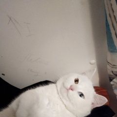Подробнее об объявлении «Пропал кот Рамонь» Фото: пропала кошка  «Пропал кот Рамонь» в г. Рамонь