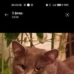 Подробнее об объявлении «Пропал кот Подольск» Фото: пропала кошка  «Пропал кот Подольск» в г. Подольск
