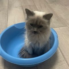 Подробнее об объявлении «Пропала кошка Ижевск» Фото: пропала кошка Невская маскарадная «Пропала кошка Ижевск» в г. Ижевск