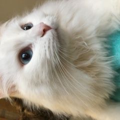 Подробнее об объявлении «Пропал кот Завьялово Удмуртия» Фото: пропала кошка Турецкая ангора «Пропал кот Завьялово Удмуртия» в г. Завьялово Удмуртия