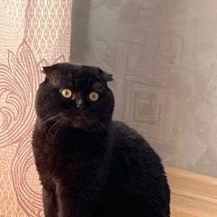 Подробнее об объявлении «Пропала кошка Малоярославец» Фото: пропала кошка  «Пропала кошка Малоярославец» в г. Малоярославец