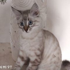 Подробнее об объявлении «Стерлитамак Пропал кот тимофей» Фото: пропала кошка  «Стерлитамак Пропал кот тимофей» в г. Стерлитамак