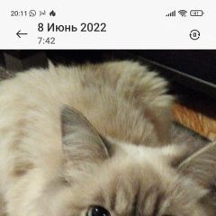 Подробнее об объявлении «Пропала кошка Липецк» Фото: пропала кошка  «Пропала кошка Липецк» в г. Липецк