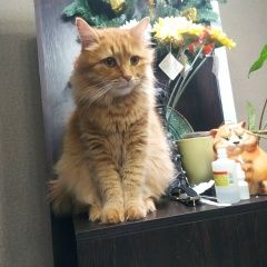Подробнее об объявлении «Пропал кот рыжий домашний кот Нижний Новгород» Фото: пропала кошка  «Пропал кот рыжий домашний кот Нижний Новгород» в г. Нижний Новгород