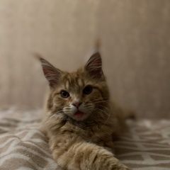 Подробнее об объявлении «Пропал кот мейкун Мытищи» Фото: пропала кошка  «Пропал кот мейкун Мытищи» в г. Мытищи