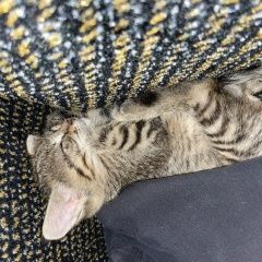 Подробнее об объявлении «Пропала кошка Тбилиси» Фото: пропала кошка Британская короткошерстная кошка «Пропала кошка Тбилиси» в г. Тбилиси