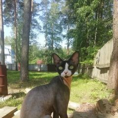 Подробнее об объявлении «Пропал кот Воскресенск» Фото: пропала кошка Девон-рекс «Пропал кот Воскресенск» в г. Воскресенск