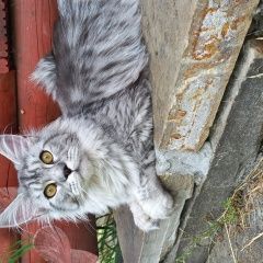 Подробнее об объявлении «Пропала кошка Дивногорск» Фото: пропала кошка Мейн-кун «Пропала кошка Дивногорск» в г. Дивногорск