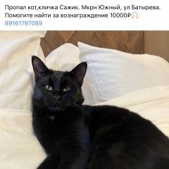 Подробнее об объявлении «Пропал кот Домодедово» Фото: пропала кошка  «Пропал кот Домодедово» в г. Домодедово