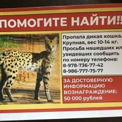 Подробнее об объявлении «Пропала кошка помогите найти кошку Симферополь» Фото: пропала кошка  «Пропала кошка помогите найти кошку Симферополь» в г. Симферополь