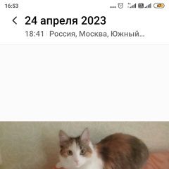 Подробнее об объявлении «Пропала кошка Москва» Фото: пропала кошка  «Пропала кошка Москва» в г. Москва