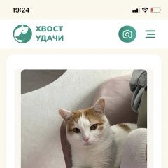 Подробнее об объявлении «Пропал кот выпал из окна Москва» Фото: пропала кошка  «Пропал кот выпал из окна Москва» в г. Москва