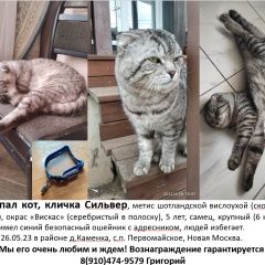 Подробнее об объявлении «Пропал кот Москва» Фото: пропала кошка Скоттиш фолд (шотландская вислоухая) «Пропал кот Москва» в г. Москва