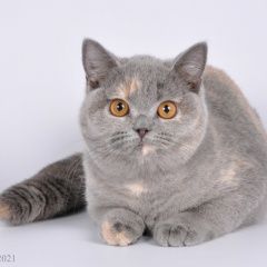 Подробнее об объявлении «Пропала кошка Санкт-Петербург» Фото: пропала кошка  «Пропала кошка Санкт-Петербург» в г. Санкт-Петербург