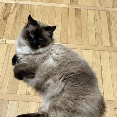 Подробнее об объявлении «Пропал кот Химки» Фото: пропала кошка Невская маскарадная «Пропал кот Химки» в г. Химки