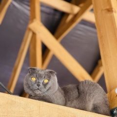 Подробнее об объявлении «Пропала кошка помогите пожалуйста Казань» Фото: пропала кошка Британская короткошерстная кошка «Пропала кошка помогите пожалуйста Казань» в г. Казань