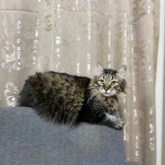 Подробнее об объявлении «Пропал кот маркиз 6 лет Москва» Фото: пропала кошка Сибирская кошка «Пропал кот маркиз 6 лет Москва» в г. Москва