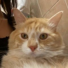 Подробнее об объявлении «Пропал кот внимание котенок Санкт-Петербург» Фото: пропала кошка  «Пропал кот внимание котенок Санкт-Петербург» в г. Санкт-Петербург