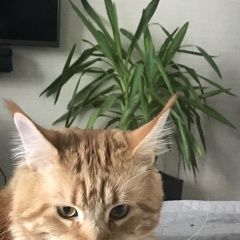 Подробнее об объявлении «Пропал кот Тюмень» Фото: пропала кошка Мейн-кун «Пропал кот Тюмень» в г. Тюмень
