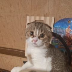 Подробнее об объявлении «Пропал кот Симферополь» Фото: пропала кошка Британская короткошерстная кошка «Пропал кот Симферополь» в г. Симферополь