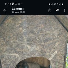 Подробнее об объявлении «Мытищи Пропал кот д юдино ул спортивная н» Фото: пропала кошка Сиамская кошка «Мытищи Пропал кот д юдино ул спортивная н» в г. Мытищи