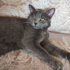 Подробнее об объявлении «Пропал кот, он мне очень дорог, помогите Грозный» Фото: пропала кошка Британская короткошерстная кошка «Пропал кот, он мне очень дорог, помогите Грозный» в г. Грозный