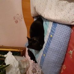 Подробнее об объявлении «Азнакаево Пропала кошка вознаграждение» Фото: пропала кошка  «Азнакаево Пропала кошка вознаграждение» в г. Азнакаево