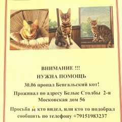 Подробнее об объявлении «Пропал кот бенгальский котик Белые Столбы» Фото: пропала кошка Бенгальская кошка «Пропал кот бенгальский котик Белые Столбы» в г. Белые Столбы
