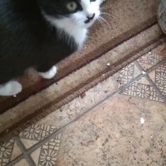 Подробнее об объявлении «Пропал кот черно белый кот Ставрополь» Фото: пропала кошка  «Пропал кот черно белый кот Ставрополь» в г. Ставрополь