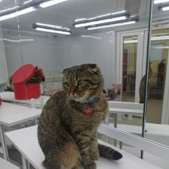 Подробнее об объявлении «Мытищи Пропала кошка» Фото: пропала кошка  «Мытищи Пропала кошка» в г. Мытищи