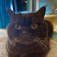 Подробнее об объявлении «Пропал кот Немчиновка» Фото: пропала кошка Британская короткошерстная кошка «Пропал кот Немчиновка» в г. Немчиновка