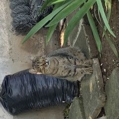 Картинка пропала кошка В городе Севастополь потерян котишка. Севастополь