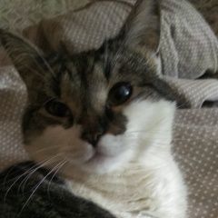 Подробнее об объявлении «Пропала кошка Ставрополь» Фото: пропала кошка  «Пропала кошка Ставрополь» в г. Ставрополь