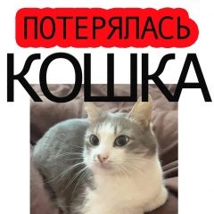 Подробнее об объявлении «Пропала кошка. Москва» Фото: пропала кошка  «Пропала кошка. Москва» в г. Москва
