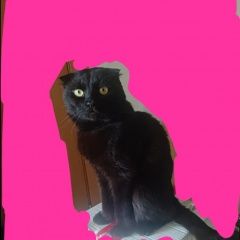 Подробнее об объявлении «Пропал кот Уссурийск» Фото: пропала кошка Британская короткошерстная кошка «Пропал кот Уссурийск» в г. Уссурийск